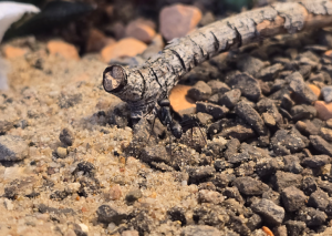 Cataglyphis hispanica