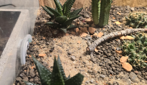 Cataglyphis hispanica