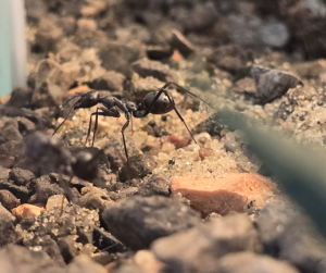 Cataglyphis hispanica