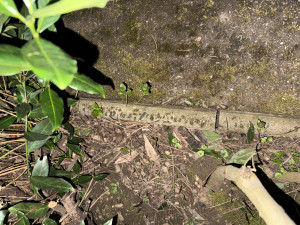 Viele Ameisen am Köder (erster Abend)