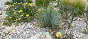 Sukkulenten Beete / Kakteen