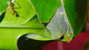 Oecophylla smaragdina dünes Gewebe