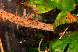 Oecophylla smaragdina Hinterlassenschaften.jpg