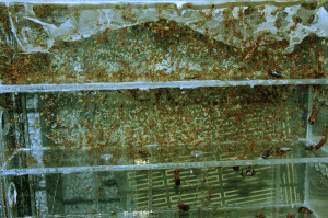 Oecophylla smaragdina Nestblock.jpg