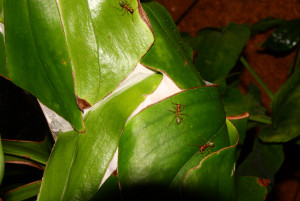 Oecophylla smaragdina normales Gewebe