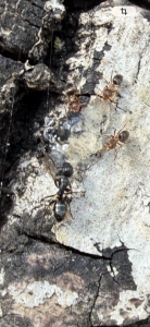 Im Vergleich zu Lasius Brunneus