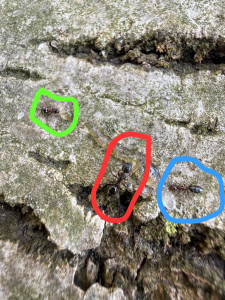 Welche Art könnte die Blau eingekreiste sein?