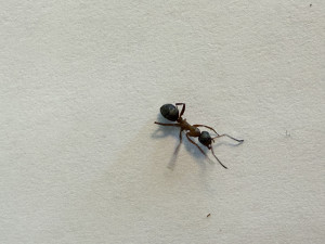 Ameise auf Papierhintergrund