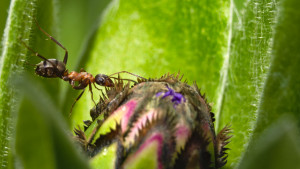 Ameise aus dem Garten bei mir