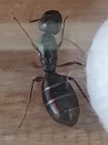 Vermutlich Camponotus fallax