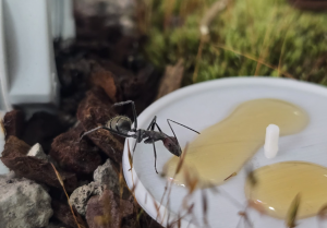 Camponotus singularis Minor Arbeiterin