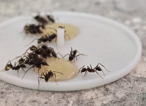 Pheidole nodus - Futteraufnahme