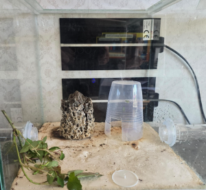 Neues Pilzbecken, aktueller Pilz 29.04.2026