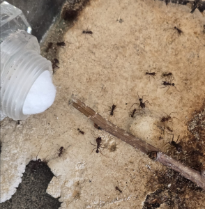 Altes Pilzbecken, restliche Arbeiterinnen