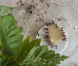 Atta spec. I Bei der Aufnahme von Zuckerwasser