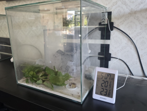 Neues Pilzbecken + Schutzhaube für Pilz