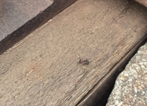 Formica cunicularia (verwackelt)