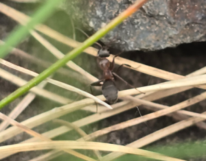 Formica cunicularia (Arbeiterin)