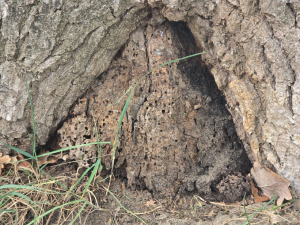 Kartonnest