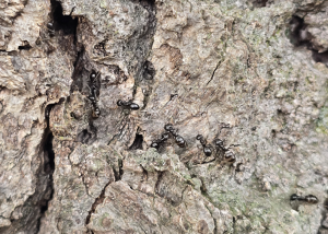 Lasius fuliginosus