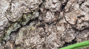 Lasius fuliginosus