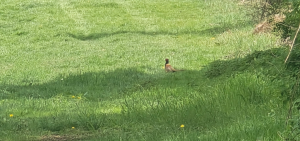Ein Fasan (Hahn)