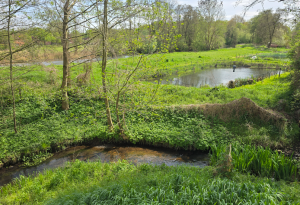 Neetze / Fischteiche