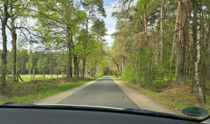 Wald-Fahrt