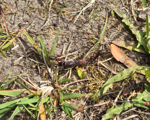 Waldameisen tragen Aas ein (Regenwurm)