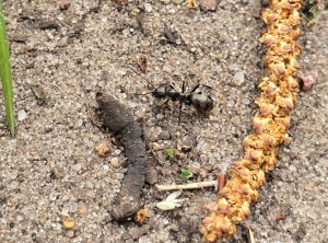 Formica fusca