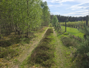 Waldgang