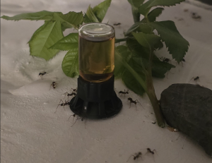 Tränke mit Zuckerwasser