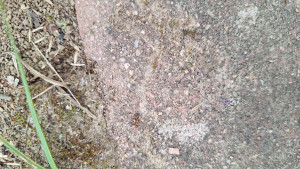 Im Garten