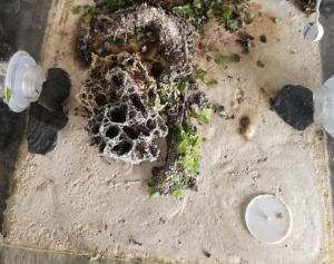 Umgekippter Atta-Pilz