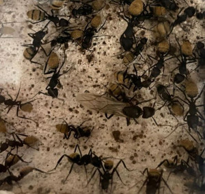Junge Königin Camponotus fulvopilosus