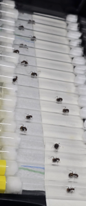 Camponotus nicobarensis