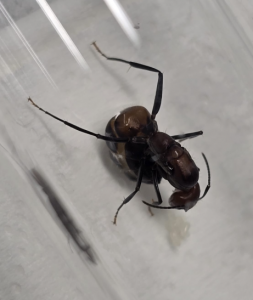 Camponotus nicobarensis