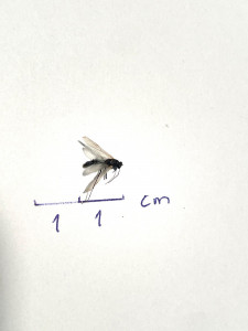 Männchen Camponotus fulvopilosus