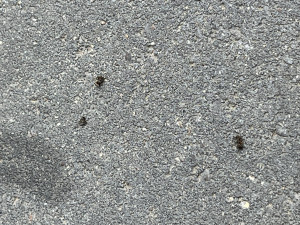 IMG_1321.jpeg