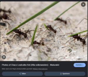 Bild_2026-05-15_182511727.png