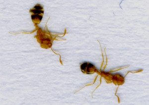 M-phar.c807.jpg