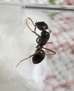 Lasius fuliginosus