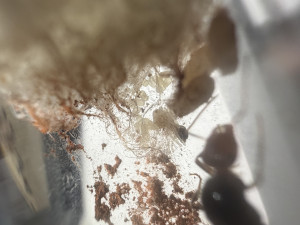 IMG_7417.jpeg