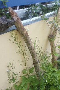 Zweifelhaftes Habitat