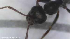 Foto4