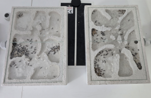 Nest Anlage 02 und Nest Anlage 03 I Kolonie 02+03
