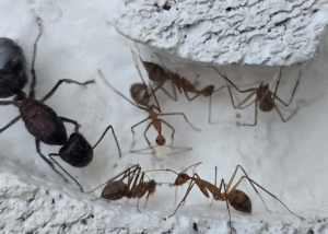 Camponotus angusticollis