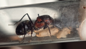 Camponotus angusticollis - Königin mit Puppen