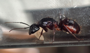 Camponotus us ca 02