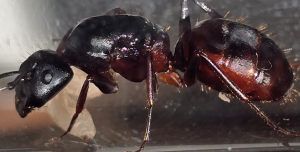 Camponotus us ca 02